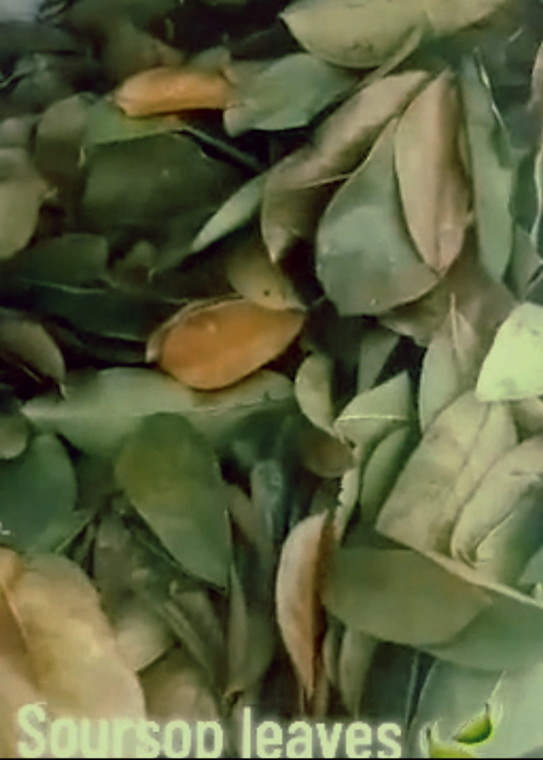 Dried Soursop Leaves Wholesale