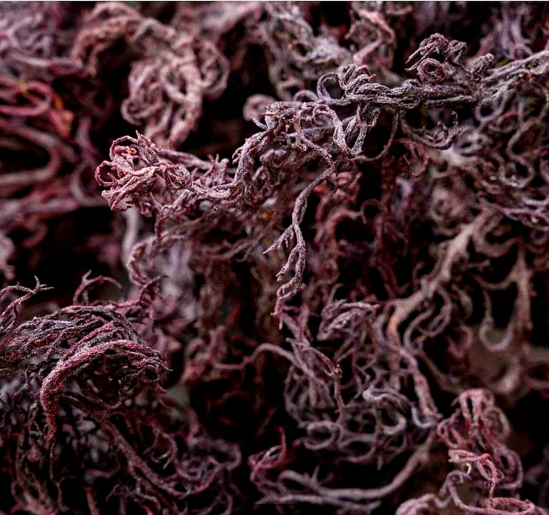 Purple Raw Sea Moss (Distributors)