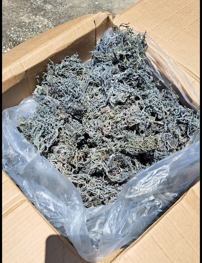 Green Raw Sea Moss (Distributors)