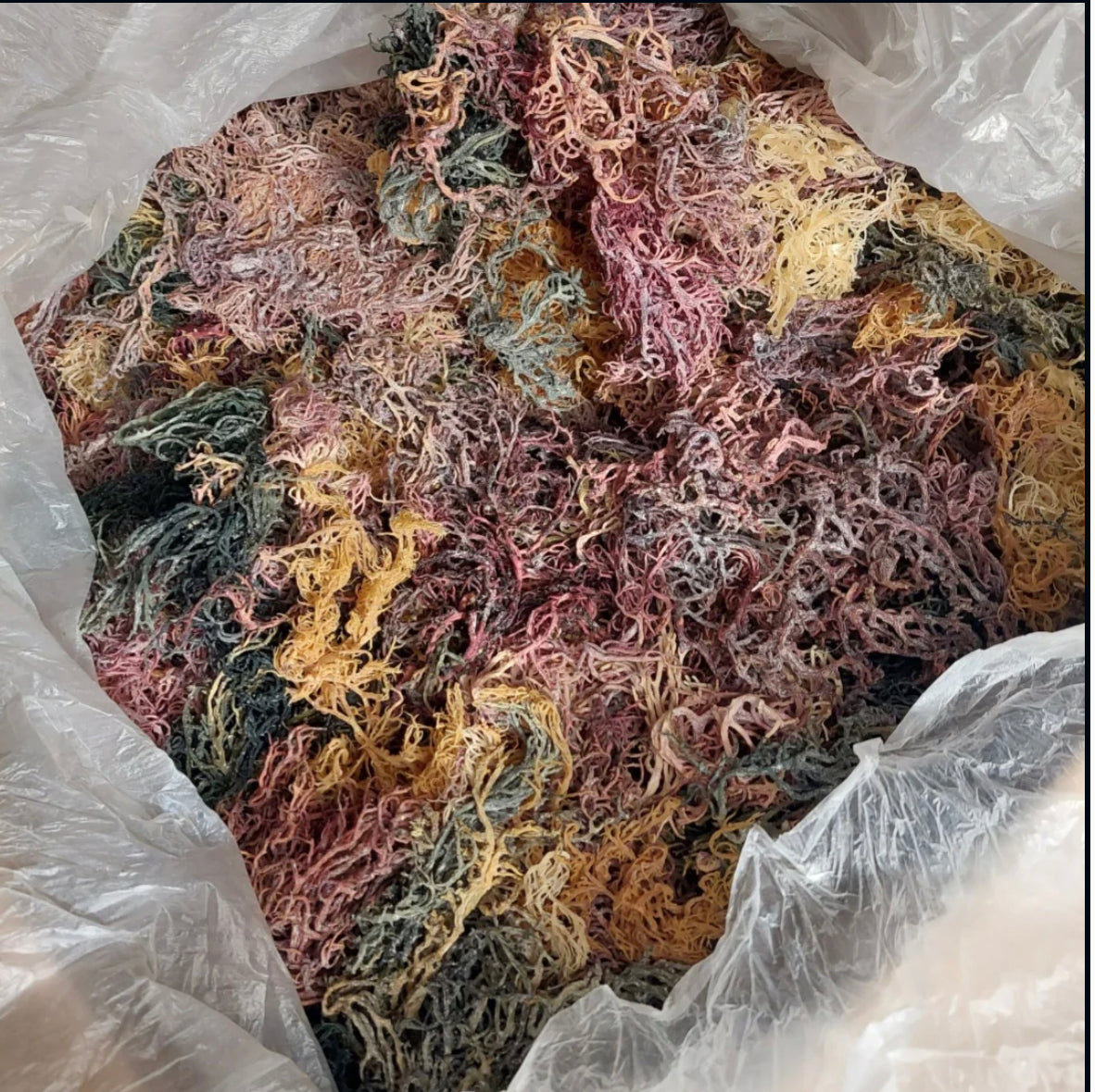 Spectrum Sea Moss (Distributors)